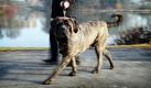 Ein Hundebesitzer ist mit seinem Hund auf dem Weg zu der Crufts Dog Show in Birmingham. Foto: ap