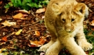 Das drei Monate alte asiatische Löwenjunge, Rubi, versucht einen Kürbis im Londoner Zoo aus dem Wasser zu fischen. Foto: ap