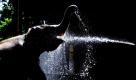 Ein Tempelmitarbeiter badet einen Elefanten in Colombo, der Hauptstadt von Sri Lanka, mit einem Gartenschlauch. Foto: ap