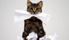 Sprechende Katzen zeugen nicht gerade von einem gesunden Geisteszustand. In der Ausstellung Ein langer Spaziergang  Zwei kurze Stege in der Kunsthalle in Bonn dürfte es jedoch keinen Grund zur Besorgnis geben: Bei der sprechenden Katze handelt sich nur um  eine Installation des britischen Künstlers Liam Gillick. Foto: ddp