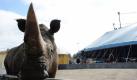 Noch schaut ein Nashorn des Circus Krone in Hamburg vorwitzig in die Kamera, während im Hintergrund das Zirkuszelt aufgebaut wird. Damit könnte es bald vorbei sein. Die Stadt Hamburg will Elefanten, Affen und Co aus der Manege verbannen und hat dazu eine Bundesratsinitiative beschlossen.  Foto: dpa