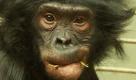 Bonobomutter Eja sitzt mit ihren am 13. August 2011 geborenen Zwillings-Babies in ihrem Käfig im Wuppertaler Zoo. Eine solche Zwillingsgeburt in einem Zoo ist bisher erst einmal auf der Welt passiert: 1995 im Zoo von Columbus (USA). Foto: dapd