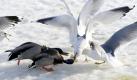 Enten und Möwen streiten am Oderufer bei Schwedt in Brandenburg um ein Stück Brot. Nach dem seit Wochen anhaltenden Frost ist es für die Tiere immer schwieriger, Nahrung zu finden.  Foto: ap