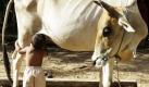Not macht erfinderisch. Nachdem die Eltern des 20 Monate alten Tha Sophat nach Thailand aufgebrochen sind, um Arbeit zu finden, trinkt Tha Milch direkt aus den Eutern einer Kuh. Auf die Idee kam Tha, nachdem er ein Kalb beim Trinken beobachtet hatte, berichtet sein Großvater Um Oeung. Foto: dapd
