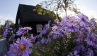 Garten  (Foto)