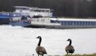 Wildgans müsste man sein. Dann bräuchte man sonntags nicht zu arbeiten und könnte bummeln gehen. Etwa am Rhein bei Neuenburg, wo diese beiden Wildgänse den Schiffsverkehr betrachten. Foto: ddp