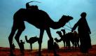 Die Kamelbesitzer treffen sich vor dem Rennen im ägyptischen Belbeis. Beim Sharqeya Camel Race Festival wird zwischen den Kategorien Distanz und Alter der Kamele unterschieden. Foto: ap
