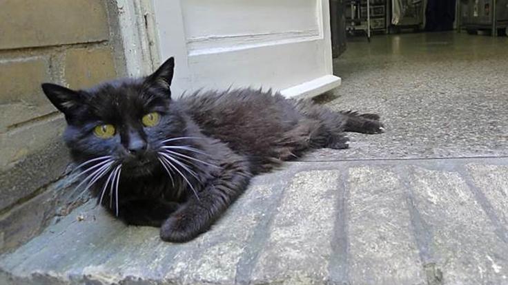 Der vor 18 Jahren entlaufene Kater Kimba kehrte zu seinem Besitzer zurück.