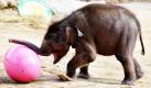 Das drei Monate alte Elefantenbaby Jamuna Toni spielt in seinem Gehege im Tierpark Hellabrunn in München mit einem überdimensionalen Osterei. Foto: dpa
