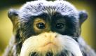 Ein Kaiserschnurrbarttamarin sitzt in seinem Gehege im Zoo in Dresden. Seinen Namen verdankt der Krallenaffe seiner Ähnlichkeit mit dem berühmten Bartträger und deutschen Kaiser Wilhelm II. Der natürliche Lebensraum des Krallenaffens ist der Amazonasraum Südamerikas. Foto: dapd