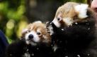 Zwei kleine Rote Panda-Babies sind die neuen Lieblinge der Zoobesucher in Melbourne.  Foto: dpa