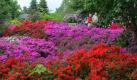 Der Rhododendron ist der Klassiker unter den Immergrünen. Es gibt ihn in unzähligen Farben und Formen. Seine Sträucher sind üppig und frosthart. In Orange, Rosa, Weiß, Violett, Rot oder kräftigem Fuchsia verschönert er jeden Garten. Rhododendren blühen von Mai bis Juni, ihre dunkelgrünen Blätter bleiben jedoch auch, wenn es wieder kühler wird. 
 Foto: dapd