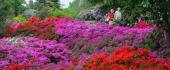 Rhododendron (Foto)