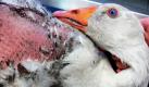 Eine Gans mit gerupfter Brust vom Hof der Firma Schwerk in Königsmoor bei Wistedt, wurde aufgenommen beim Tierarzt. Tierschützer erhoben schwere Vorwürfe gegen einen niedersächsischen Geflügelzüchter wegen der angeblichen Gewinnung von Daunen bei lebenden Gänsen. 
 Foto: ddp