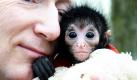 Das Schwarze Klammeraffen-Mädchen Azusa schmiegt sich im Wuppertaler Zoo an den Tierpfleger Chris Brack. Weil das Affenbaby von der Mutter und der Gruppe nicht angenommen wurde, wird es vom Pfleger aufgezogen.  Foto: dpa