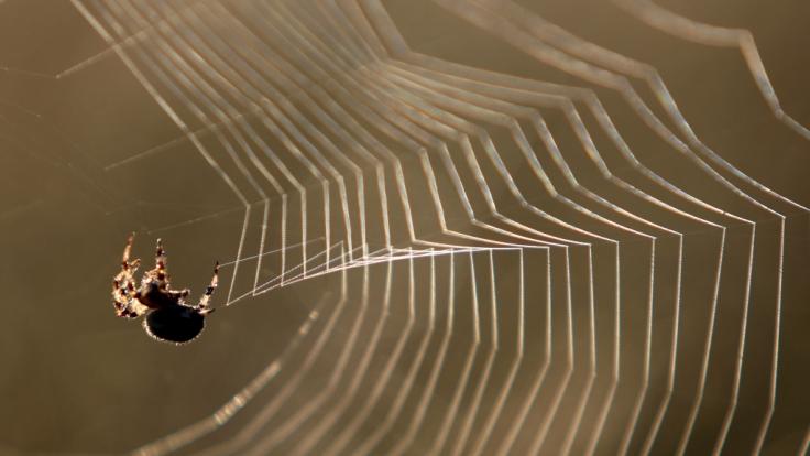 Weil sie eine Spinne in ihrer Garage abfackeln wollte, sitzt eine Frau aus Pullach nun auf einem Schaden von 5.000 Euro.