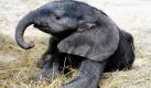 Ein noch namenloses Elefantenbaby liegt im Elefantenhaus im Schönbrunner Zoo in Wien in seinem Gehege. Der kleine afrikanische Elefant wurde am 6. August geboren und wiegt 112 Kilogramm.  Foto: dpa