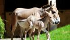 Ein Onagerfohlen läuft im Tierpark Hagenbeck in Hamburg gemeinsam mit seiner Mutter durch das Gehege. Zwei Fohlen der seltenen Art wurden im Juni in dem Zoo geboren. Sie zählen zu den Halbeseln und sind in ihrer Heimat, den kargen Salzwüsten Persiens, nahezu ausgestorben. Foto: dpa