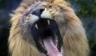 Diese Löwe im Akron Zoo im US-Bundestaat Ohio hat ein ganz schön großes Mundwerk. Foto: ap