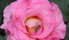 Schönste Rose  (Foto)