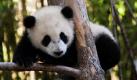 Der sechs Monate alte Yun Zi klettert einen Baum hoch im Zoo von San Diego, Kalifornien. Foto: ap