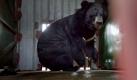 Ein Asiatischer Schwarzbär sitzt in einem Käfig gefangen auf einem Bauernhof im vietnamesischen Khanh Binh. 19 dieser seltenen Tiere wurden so gefunden, als sie auf illegalem Wege verkauft werden sollten. Foto: ap