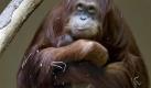 Mutterliebe: Liebevoll hält Orang-Utan-Weibchen Cahaya im Zoo von Zürich ihren sechs Tage alten Sohn Malou in den Armen. Foto: Alessandro della Bella Foto: dpa