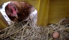 Huhn Resi steht am Montag (03.01.11) in Essen in seinem Stall neben einem gelegten Ei. Der Skandal um dioxinbelastete Eier und Gefluegel in Nordrhein-Westfalen weitet sich aus. Das nordrhein-westfaelische Verbraucherschutzministerium rechnet mit weiteren Ergebnissen der Laboruntersuchungen von Proben aus betroffenen Betrieben. Man gehe davon aus, dass sich die Anzahl der Faelle mit Dioxin belasteten Eiern erhoehen wird, sagte ein Sprecher des Ministeriums auf dapd-Anfrage. (zu dapd-Text) Foto: Volker Hartmann/dapd Foto: dapd