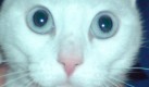 Rote Augen Effekt - Ungeeignetes Bild (Foto)