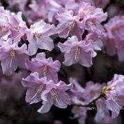 Rhododendren richtig umpflanzen (Foto)