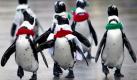 Jackass Penguins, wearing colorful ribbons, take a walk at the Hakkeijima Sea Paradise aquarium-amusement park complex in Yokohama, southwest of Tokyo, Japan, Sunday, Dec. 6, 2009.(AP Photo/Itsuo Inouye) Foto: ap