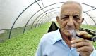 Der 83 Jahre alte Tabakhersteller Alejandro Robaina probiert die neue Tabakernte im kubanischen San Luis. Robaina ist am Samstag gestorben, meldet das kubanische Staatsfernsehen. Foto: ap
