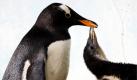 Hotel Mama: Ein Eselspinguin-Baby wird im Zoo in Frankfurt am Main von seiner Mutter gefüttert. Zwei am 14. und 16. Juli geborene Nachwuchstiere der Eselspinguine sind derzeit im Exotarium zu sehen. Foto: ddp