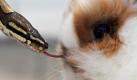 Bloß nicht bewegen: Ein Kaninchen wird auf der Leipziger Messe von einer Königspython begutachtet. Am kommenden Wochenende findet auf dem Messegelände die Ausstellung Hund  Heimtier mit Angeboten rund um Hund, Katze, Maus sowie viele Exoten statt. Neben anderen Tieren werden rund 5000 Hunde aus 221 verschiedenen Rassen erwartet. Foto: dapd
