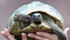 Eine Griechische Landschildkröte wird im neuen Gehege Mediterraneum im Zoo Nürnberg von Tierpflegerin Ramona Such gezeigt. Ein steiler Felshang, zu Füßen Sand und Geröll und dazwischen Thymian, Lavendel und Ginster - mit einem neuen Mittelmeergehege bietet der Tiergarten Nürnberg seit Mittwoch mehreren südeuropäischen Reptilien- und Kleintier-Arten eine neue Heimat. Foto: dpa