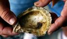 Diese Austerschale im Louisiana Fisch-Laboratorium in Grand Isle enthält Larven, die als schwarze Punkte zu sehen sind. Anders als ursprüngliche Austern, die laichen und im Sommer dünn werden, hat das Labor eine Super-Kreuzung entwickelt, die dick bleibt. Damit sind die Austern eine große Hoffnung für Louisianas Auster-Industrie, die eine Erholung nötig hätte. Foto: ap