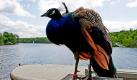 Ein Pfau sitzt auf der Pfaueninsel in Berlin auf einer Laterne. Potsdams Schlösser und Parks gehören seit 20 Jahren zum Unesco-Weltkulturerbe. Zum Jubiläum sollen sie angemessen in Szene gesetzt werden. Die Stiftung Preußische Schlösser und Gärten Berlin-Brandenburg will darum künftig vom Wasser aus einen besonderen Blick auf die einmalige Kulturlandschaft gewähren. Foto: dpa