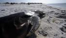 Ein Delfin liegt tot am Strand von Horn Island, Mississippi. Zahlreiche Tiere kämpfen im Golf von Mexiko um ihr Überleben. Ob der Delfin auch durch das Öl ums Leben kam, ist aber unklar. Foto: ap