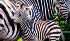 Im Tierpark Hamm schmiegt sich bei hochsommerlichen Temperaturen das zwei Tage alte Zebrafohlen Natalie an seine Mutter Senga. Nach Auskunft des Park-Betriebsleiters ist es der erste Zebranachwuchs in Hamm seit fünf Jahren. Foto: dpa