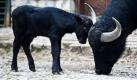 Wasserbüffelkalb Othello versucht sich im Gehege der Büffeltiere im Zoologischen Garten in Berlin im Kräftemessen mit seiner Mutter Ombra. Othello wurde am 30. November geboren. Foto: ddp