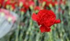 Rote Nelken liegen am Sonntag (09.01.11) in Berlin auf dem Zentralfriedhof Friedrichsfelde an der Gedenkstaette der Sozialisten auf dem Gedenkstein fuer die Arbeiterfuehrerin Rosa Luxemburg. In Berlin-Friedrichsfelde wurde am Sonntag an die Ermordung der Arbeiterfuehrer Rosa Luxemburg und Karl Liebknecht vor 92 Jahren erinnert. Zu der traditionellen Kranzniederlegung in der Gedenkstaette der Sozialisten hat die Linkspartei aufgerufen. Im vergangenen Jahr waren rund 40.000 Menschen an den Graebern vorbeigezogen. (zu dapd-Text) Foto: Michael Gottschalk/dapd Foto: ddp
