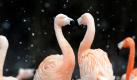Chile-Flamingos harren im Schneetreiben im Landauer Zoo aus. Und das müssen sie auch weiterhin: Das Wetter bleibt in den kommenden Tagen kalt. Foto: dpa