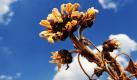 Eine vertrocknete Sonnenblume steht nahe dem sächsischen Bautzen am Straßenrand. Auch für die kommenden Tage ist noch kein Ende der Trockenheit in Sicht.  Foto: dpa