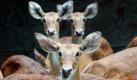 Ganz aufmerksame Beobachter sind diese Rehe in einem Zoo im indischen Neu Delhi. Der klimatisch angenehme Morgen ließ die Zootiere in der Stadt aktiver sein als den Tag davor. Heute bekommen die knopfäugigen Tiere laut Wetterbericht wohl noch Regen ab, auch ein Gewitter ist möglich. Dabei geht es heiß zu: Die Temperaturen bewegen sich um die 40 Grad. Foto: dpa
