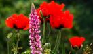 Ein Lupine blüht vor rotem Klatschmohn in Eckernförde an der Ostsee. Bei Temperaturen um die 15 Grad bleibt es in der Gegend trocken. Foto: ap