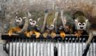 epa02517629 Six Squirrel Monkeys gather on a heating radiator to keep warm at a zoo inQingdao city, eastern China's Shandong province, 06 January 2011. Cold waves have hit many areas of China. EPA/WU HONG +++(c) dpa - Bildfunk+++ Foto: dpa