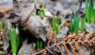 Frische Knospen schauen am Montag (15.03.2010) in Hamburg im Park Planten un Blomen zwischen altem Herbstlaub hervor. Das Wetter soll am Dienstag in Hamburg heiter bis wolkig werden - bei etwa sechs Grad Celsius. Foto: Angelika Warmuth dpa/lno +++(c) dpa - Bildfunk+++
 Foto: dpa