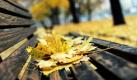 Blätter liegen bei trübem Herbstwetter auf einer Parkbank in der Nähe der Frankfurter Allee in Berlin-Friedrichshain. Auch für die kommenden Tage sagen die Meteorologen wechselhaftes Wetter bei Temperaturen bis 12 Grad voraus.  Foto: dpa