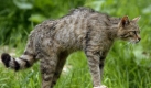 Die Wildkatzen ist im Gegensatz zur Hauskatze eigentlich heimisch in Deutschland, allerdings extrem dezimiert in ihrem Bestand. Sie unterscheidet sich durch einen massigeren Körper und den buschigen Schwanz von ihren zahmen Verwandten. Der Aktionsplans Wildkatze, den die Deutsche Bundesstiftung Umwelt in Frankfurt vorgestellt hat, will die vorhandenen Wildkatzenbestände wieder vereinigen. Ziel ist, dass sich die Tiere ungehindert fortpflanzen können. Durch Querungshilfen und Leitsysteme sollen sie sich freier bewegen können. Foto: dpa