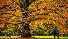 Ein Hund läuft in der Kasseler Karlsaue seinem Herrchen an einer gefärbten Buche voraus. Der Oktober klingt langsam mit ruhigem Wetter und Temperaturen um die zehn Grad aus.  Foto: dpa